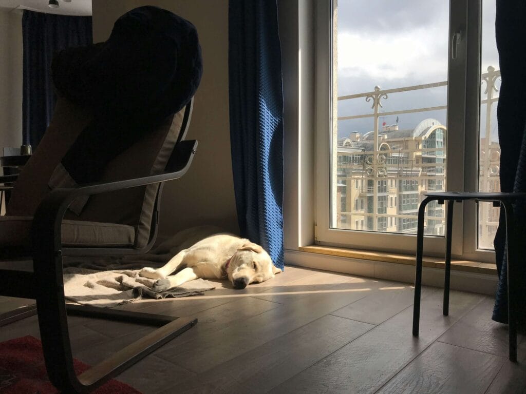 Dog sleeping peacefully in sunlight — symbol of rest, recovery, and Overtraining and Testosterone balance